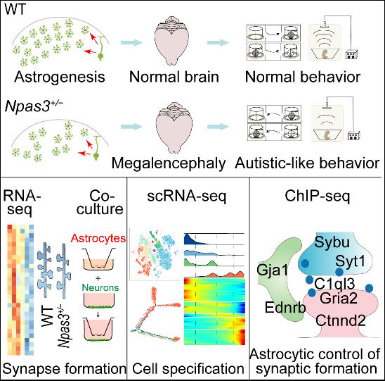 转录因子NPAS3调节星形胶质细胞发生及其在大脑发育的作用机制示意图