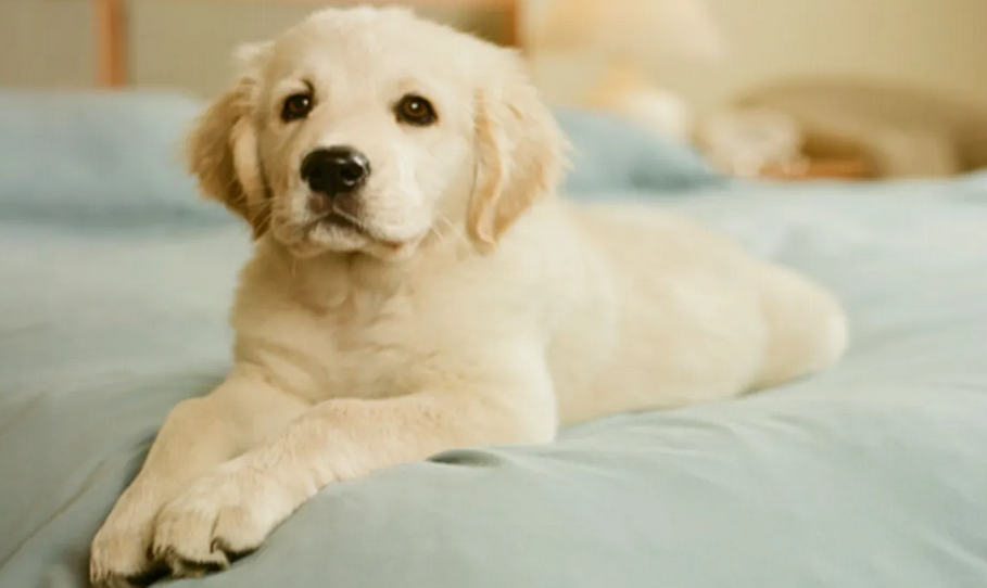 自闭症治疗犬 自闭症治疗犬