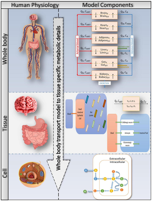 ASD 相关的肠道和大脑的关键代谢途径