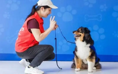 动物辅助干预治疗在上海飞叶艺术特殊教育中心助力自闭症儿童