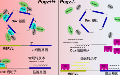 水生所揭示自闭症相关蛋白POGZ抑制2C基因和逆转录转座元件
