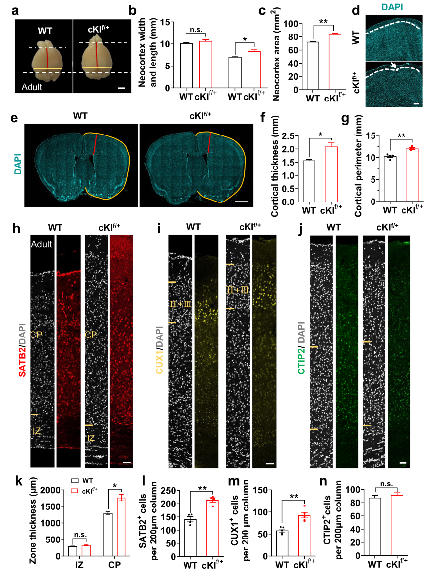 成年cKIf/+小鼠新皮层持续扩张和皮层神经元数量增加