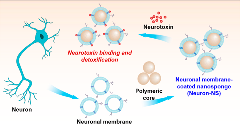 神经元细胞纳米海绵用于对神经毒素进行有效解毒