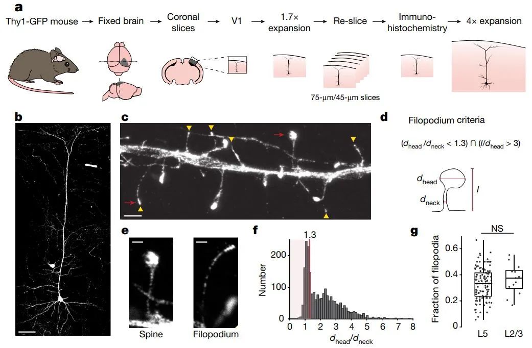 利用新技术，在成年小鼠视皮层中观察到锥体神经元的树突丝状伪足