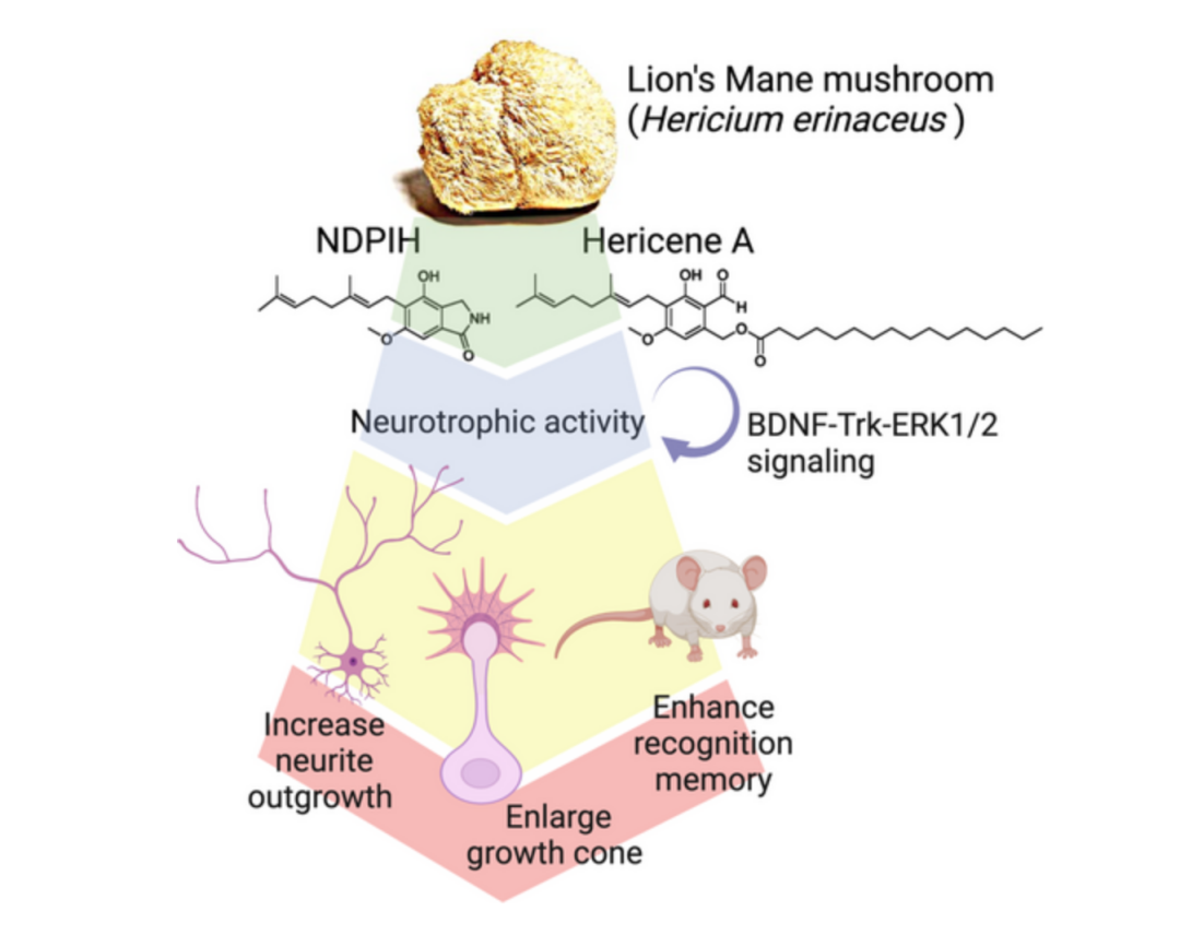 蘑菇通过促进神经生长来增强记忆