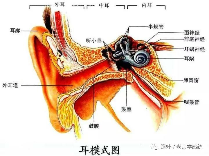 耳膜示图