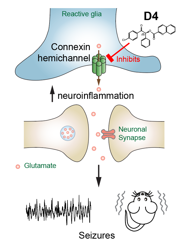 PNAS：连接蛋白半通道在减轻颞叶癫痫发病过程中的神经炎症和过度兴奋的重要作用