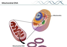 母体传来的线粒体DNA