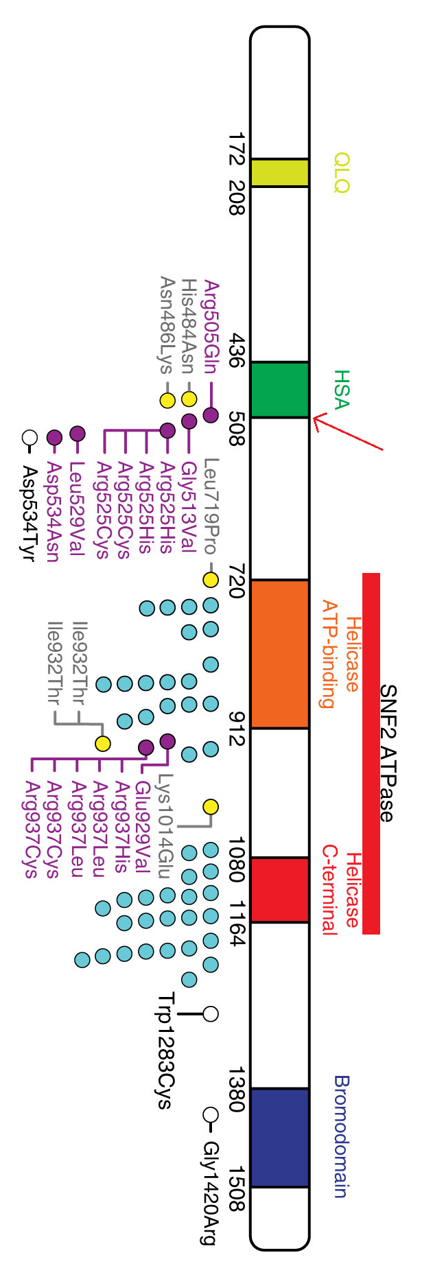 SMARCA2基因产物蛋白质的示意图