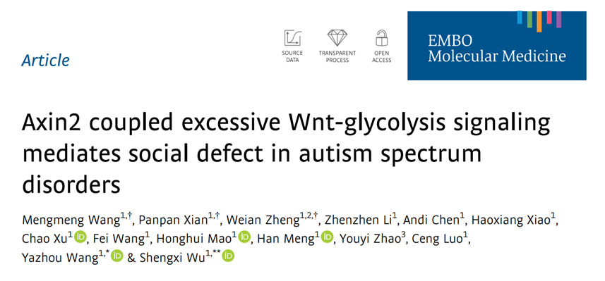 Axin2 coupled excessive Wnt-glycolysis signaling mediates social defect in autism spectrum disorders