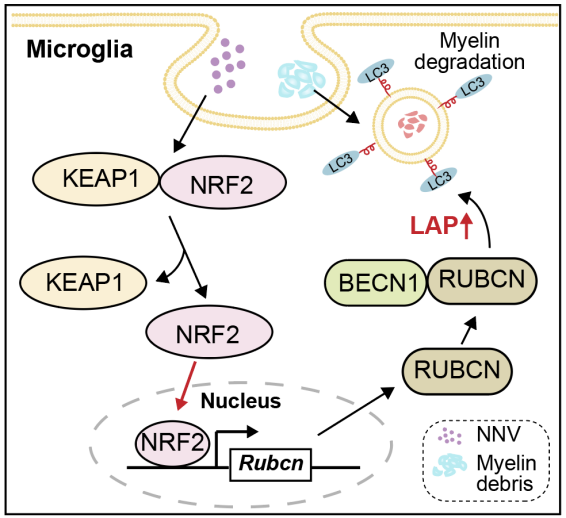 NNV激活小胶质细胞NRF2信号通路，促进髓鞘碎片清除