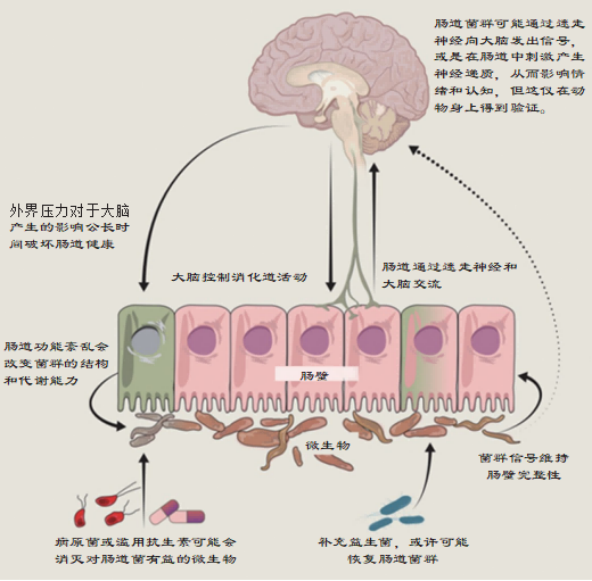 图 1 肠道微生物群产生的信号会影响脑-肠轴[12]