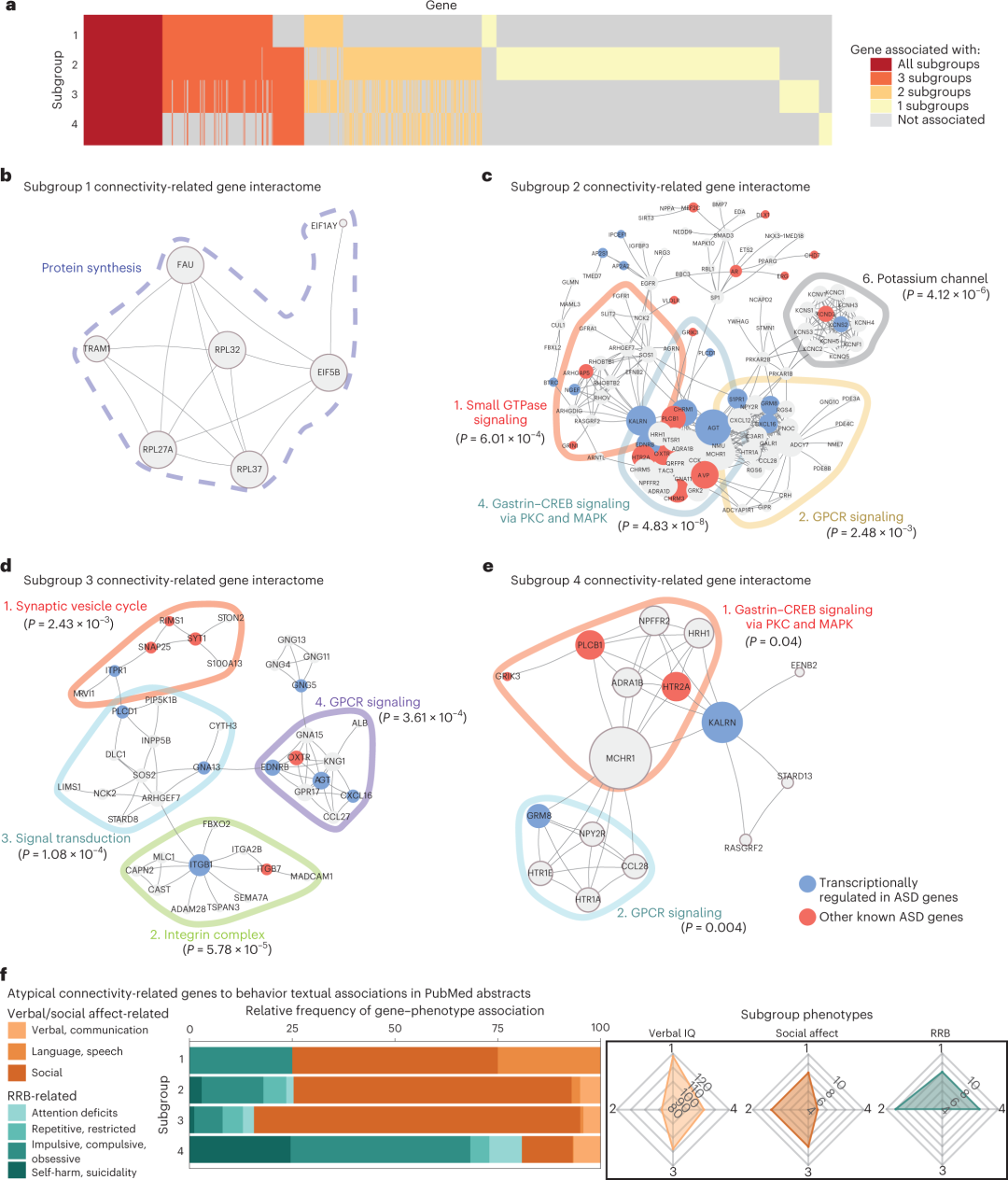 蛋白质-蛋白质相互作用网络揭示了不同的连通性相关基因，这些基因与ASD相关行为具有关联