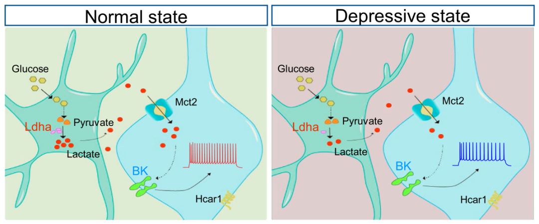 星形胶质细胞乳酸脱氢酶A通过小鼠乳酸稳态调节神经元兴奋性和抑郁样行为