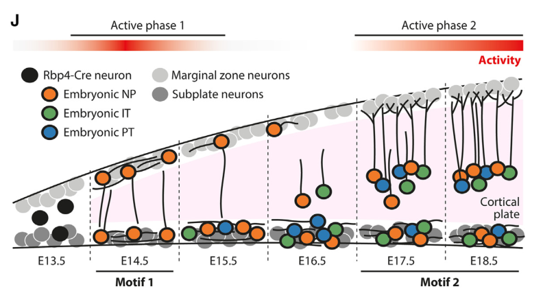 Rbp4-Cre神经元胚胎期发育的结构特征