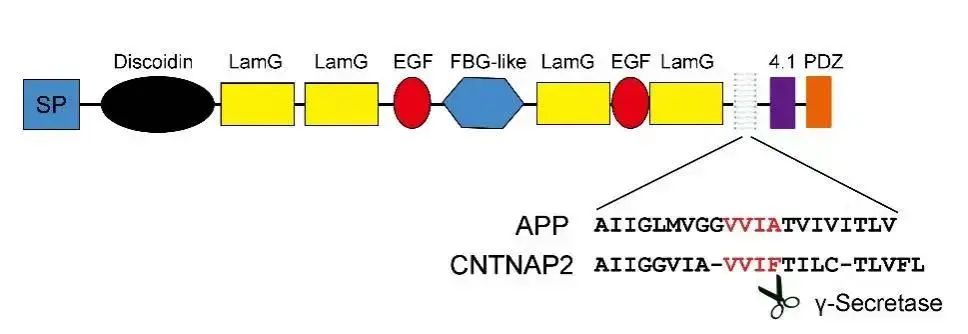 CNTNAP2蛋白质的基本结构及与APP跨膜区氨基酸序列比对图