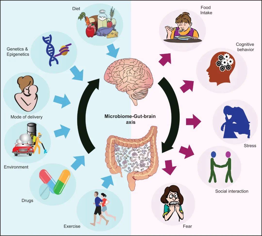 影响菌-肠-脑轴相互调节作用的诸多因素