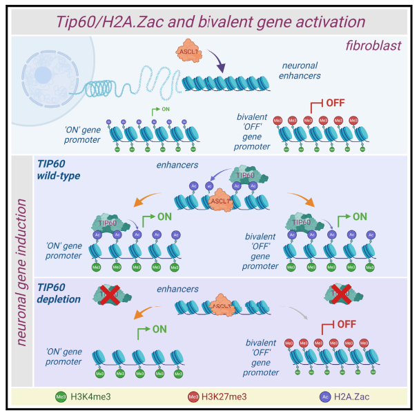 Mol Cell：Tip60介导的H2A.Z乙酰化可促进神经元命运诱导和二价基因激活