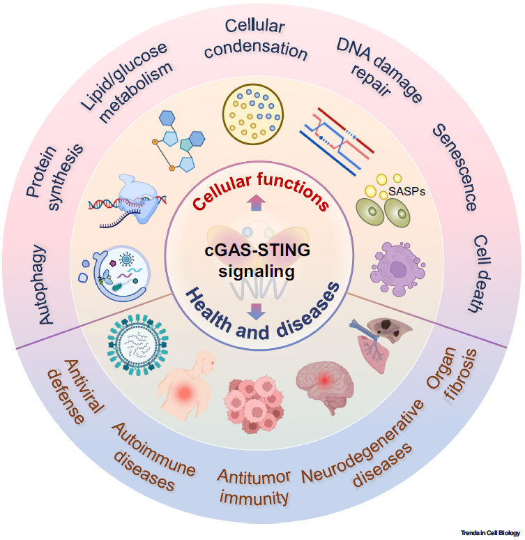 Trends in Cell Biology：cGAS-STING信号通路的细胞生物学功能