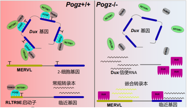 水生所揭示自闭症相关蛋白POGZ抑制2C基因和逆转录转座元件