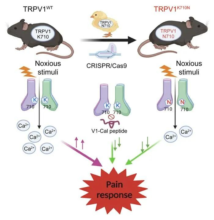 通过改变TRPV1的活性，可以在哺乳动物中模拟鸟类的辣椒素抗性